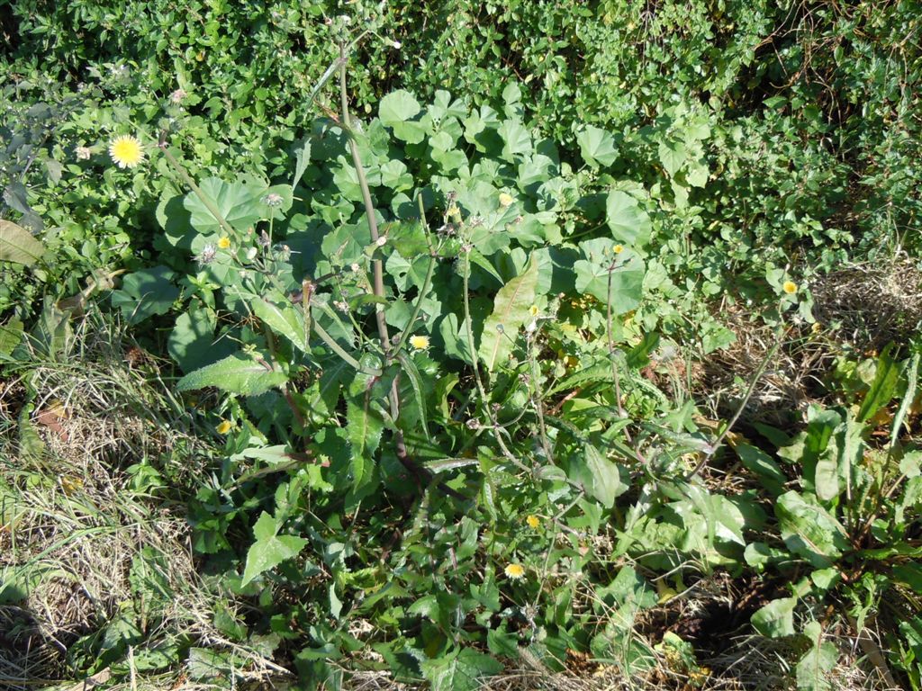 Pianta sul lago D''Averno - Sonchus cfr. tenerrimus